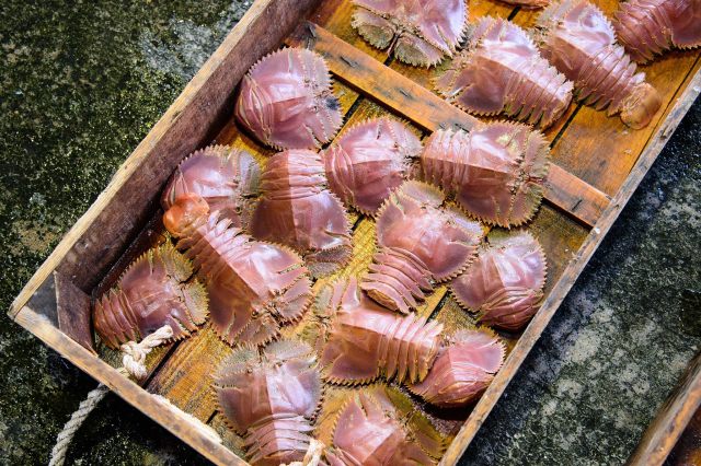 木箱里活蹦乱跳的九齿扇虾的照片