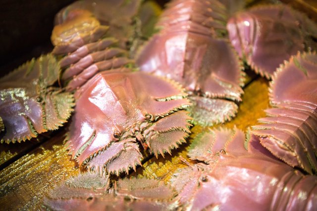 Uchiwa ebi (Slipper prawn)