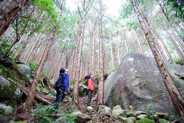 Forest of hinoki cypress in Owase