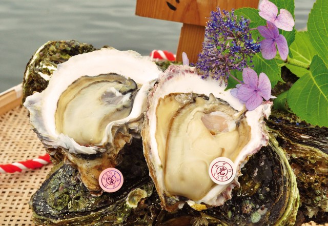 Iwagaki Oysters