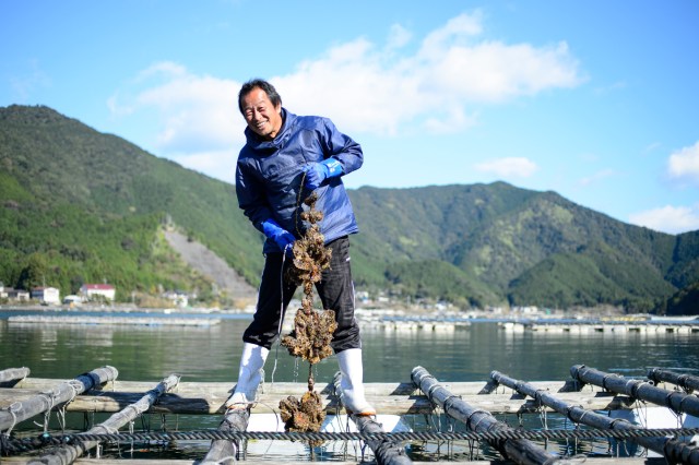 Mr. Azechi is in charge of watarigaki oyster production in Kihoku Town.