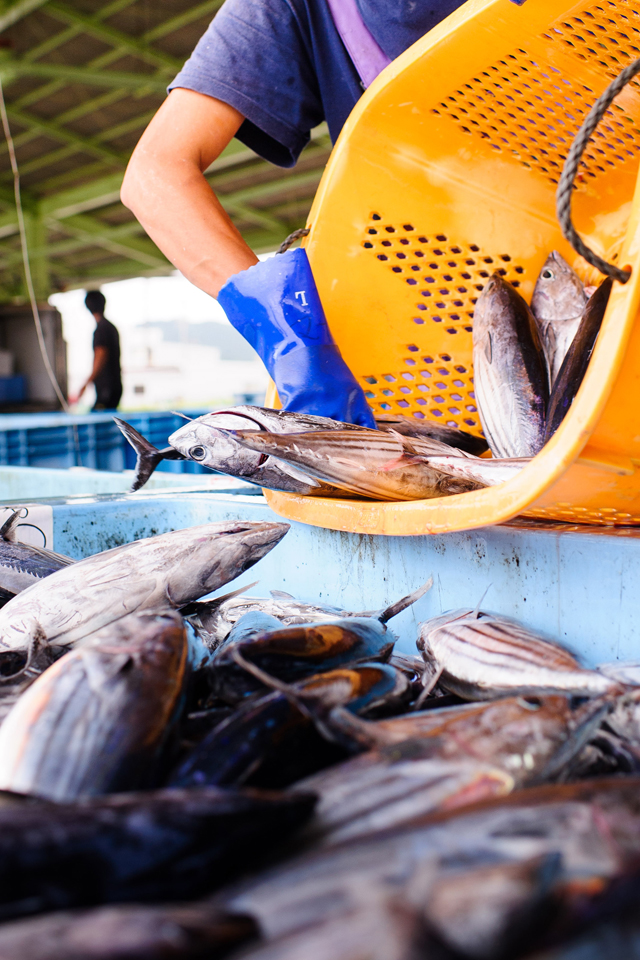 Fresh caught bonito