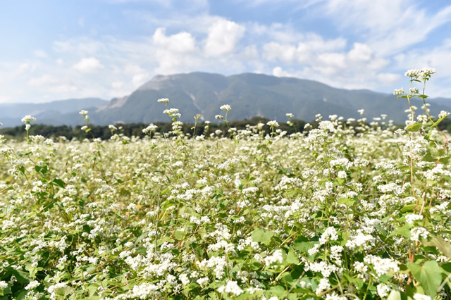 People and nature blend together, a very special soba.