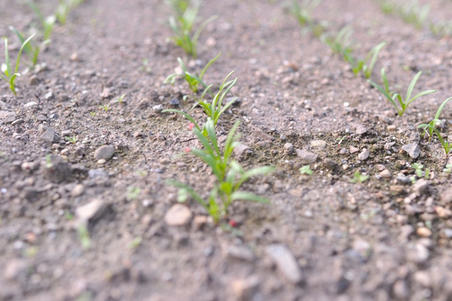 Spinach sprouts peeking up out of the earth