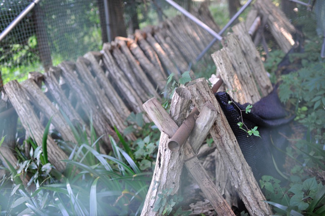 mushroom cultivation logs made with help from a local farmer