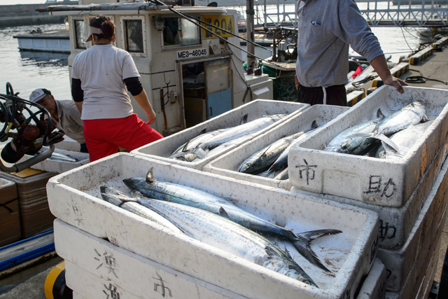 sawara at Toshi fishing port 1