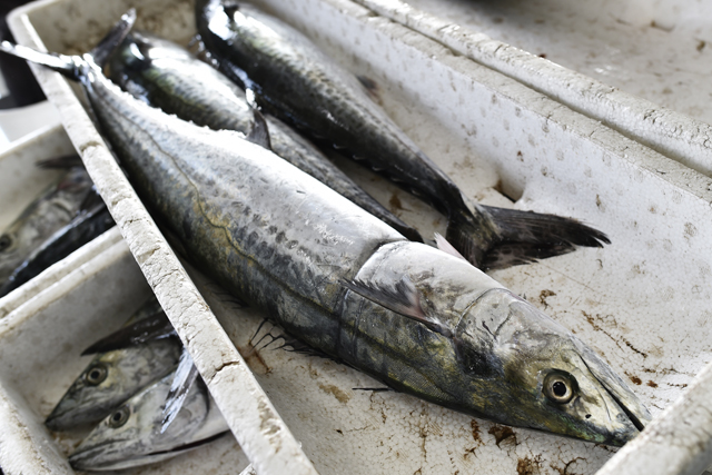 sawara at Toshi fishing port 2