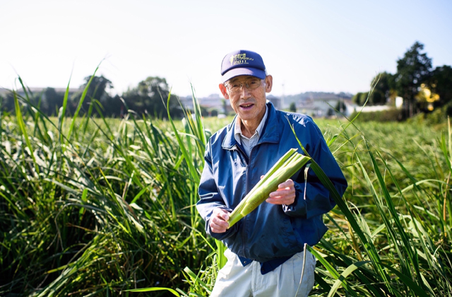 田中桑和茭白田的照片