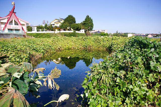 a spring near the field