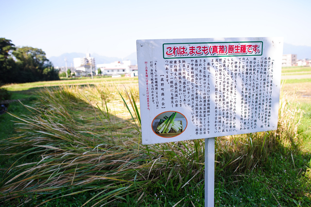 まこの原生種と看板