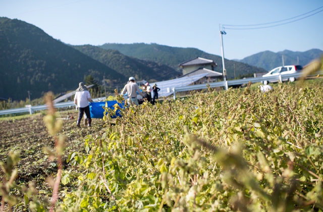 harvesting egoma in the fields