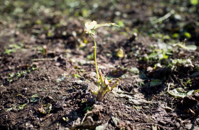 soil of the egoma field