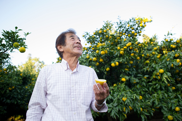 Mr. Ogura in yuzu grove