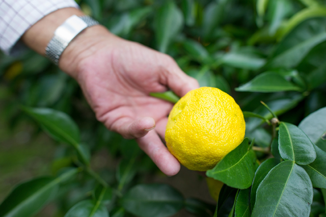 close-up of yuzu