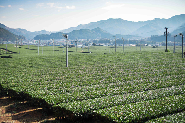 tea fields