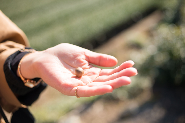 Tea seeds