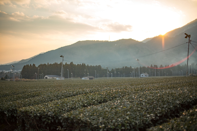 tea fields at sunset