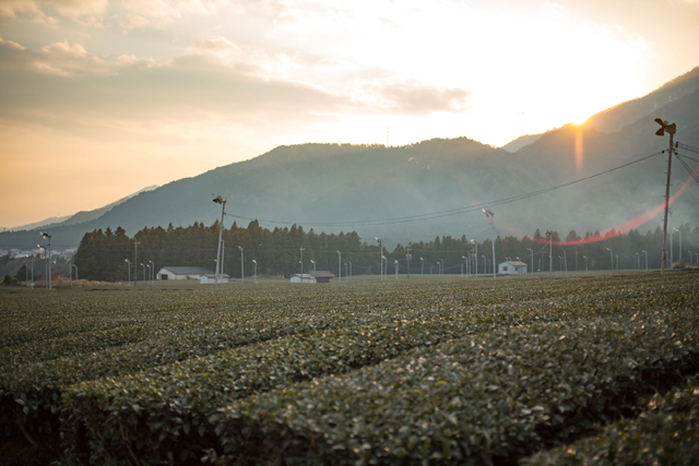 夕陽和茶田